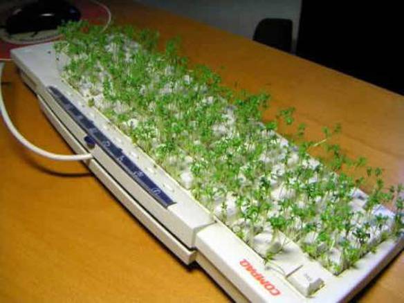 Imagem engraçada Plantação Digital no iPiadas