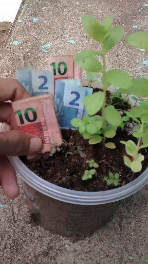 Imagem engraçada Plantando Agora Para Colher Mais Depois