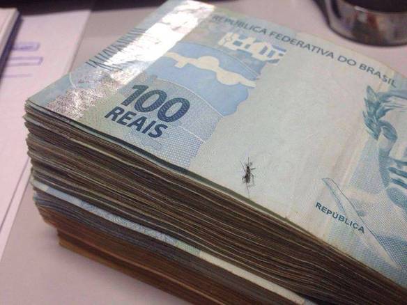 Esse Mosquito Que Pareceu Aqui É Aedes Aegypti?