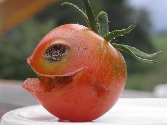 Imagem engraçada Tomate Assassino no iPiadas