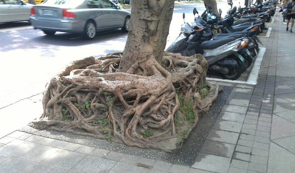 Imagem engraçada Achei a Raiz Quadrada