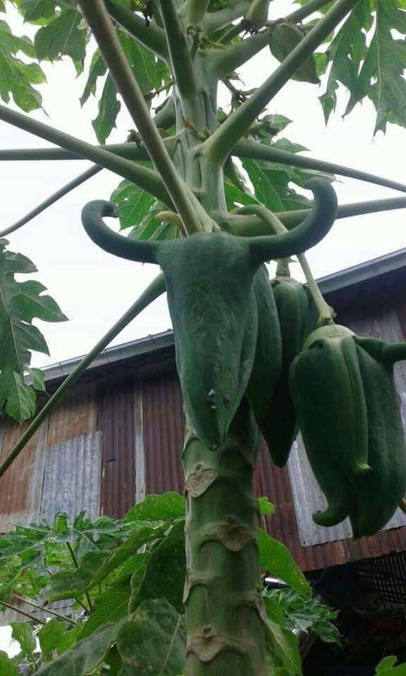 Imagem engraçada A Natureza Te Dando Um Recado no iPiadas