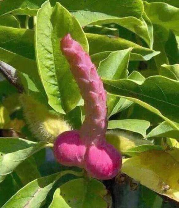 Imagem engraçada Que Fruto é Esse? no iPiadas