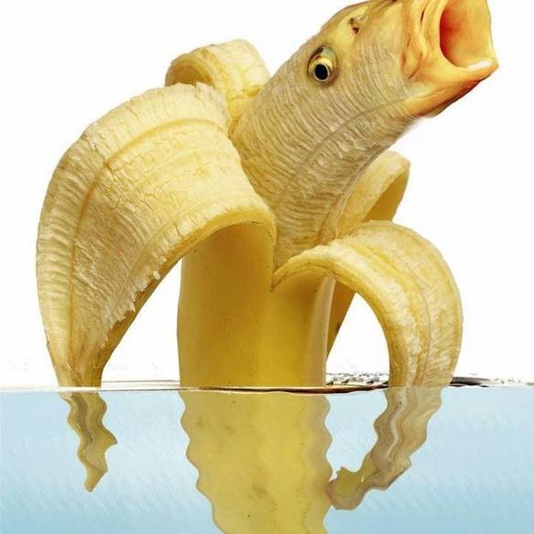 Imagem engraçada Peixe-banana