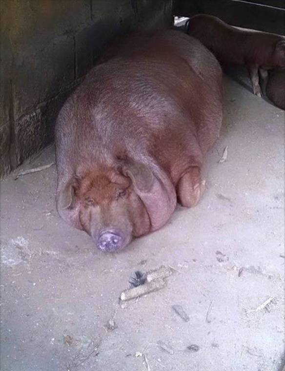 Eu Daqui Alguns Anos...