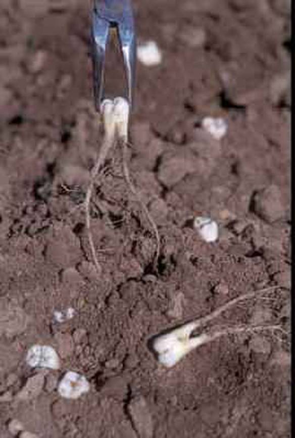 Imagem engraçada Raiz dos Dentes no iPiadas
