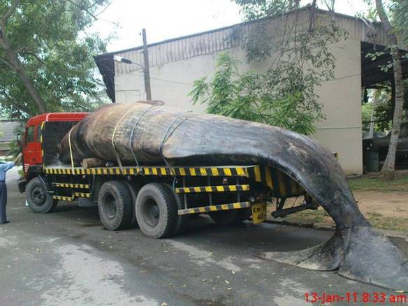 Imagem engraçada Peixe Pra Semana Santa no iPiadas