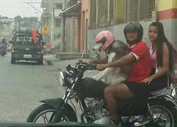 Imagem engraçada Protegendo Quem Amamos Mais no iPiadas