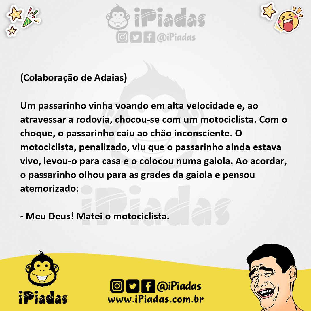 Passarinho nas grades Passarinho nas grades