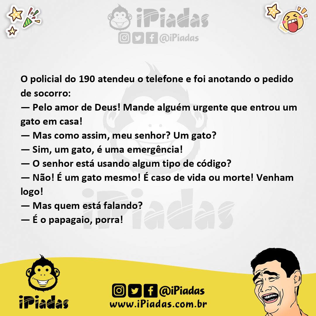 Gato em Casa