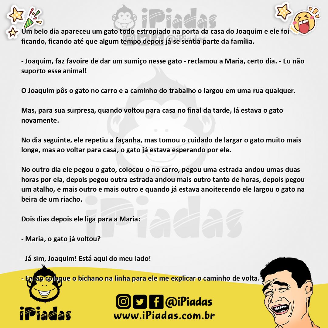 Ilustração da piada Memória de Gato no iPiadas